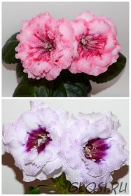 ЕН-Радужная Форель/ЕН-Барболетта