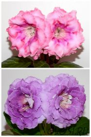 ЕН-Доброе Утро/ЕН-Лавандовые Сумерки