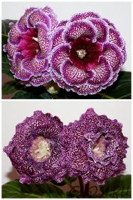 ЕН-Белиссимо /ЕН-Тигровая Акула