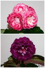 ЕН-Свет в Моем Сердце/ЕН-Лиловые Ночи Парижа