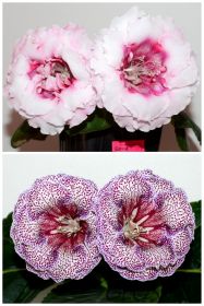 ЕН-Русалина/ЕН-Венецианский Купец