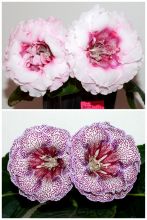 ЕН-Русалина/ЕН-Венецианский Купец