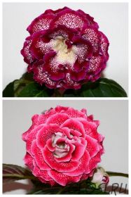 ЕН-Элизе Монмартр/ЕН-Пеппилотта