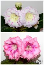 ЕН-Радужный Жемчуг/ЕН-Доброе Утро