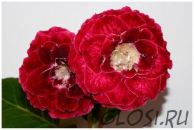 ЕН-Огненная Дива