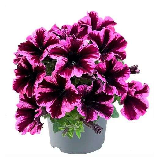 Петуния Гоу Туния Космик Панк (Go Tunia Cosmic Purple)