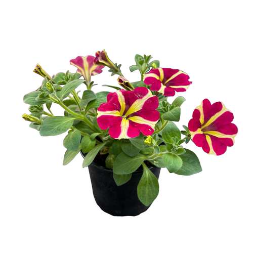 Петуния Аморе Квиен оф Хеатс (Amore Queen of Hearts)