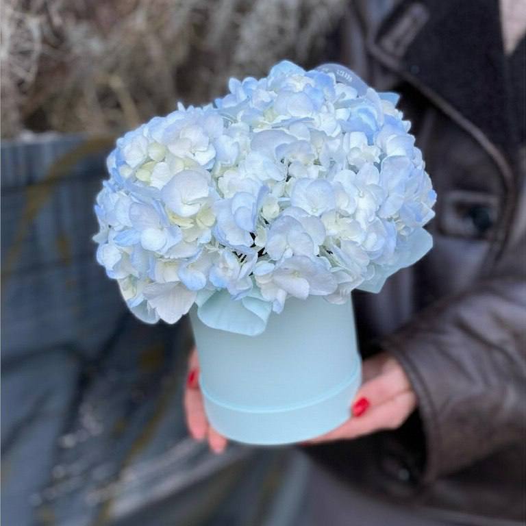 Голубая гортензия в шляпной коробке