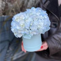Голубая гортензия в шляпной коробке