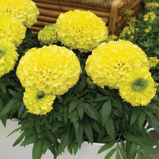 Бархатцы прямостоячие (Tagetes erecta) Antigua Primrose, 100 семян