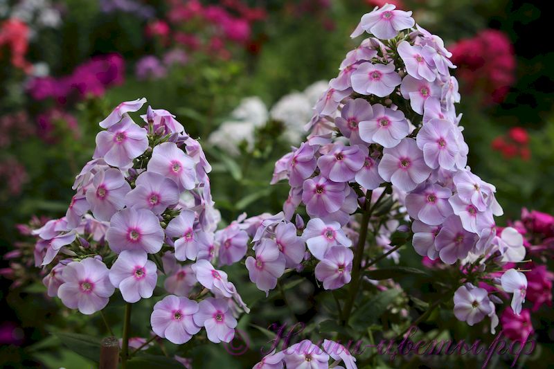 Флокс 'Брависсимо' / Phlox 'Bravissimo'