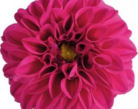 Георгин  Dalina midi fiji (Я)