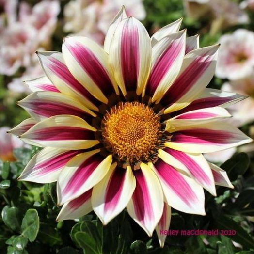 Гацания жестковатая (Gazania rigens) Kiss White Flame, 100 семян