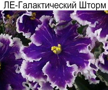 ЛЕ-Галактический Шторм (Лебецкая)