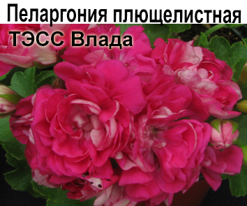 Пеларгония плющелистная Тесс-Влада (компактная)