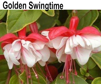 Фуксия Golden Swingtime амп
