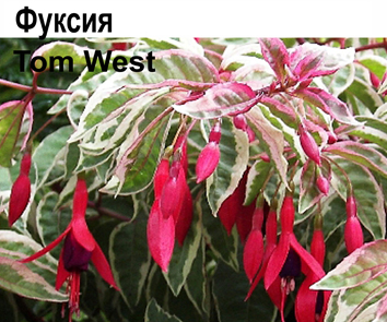 Фуксия Tom West куст