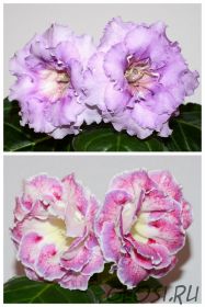 ЕН-Морозная Лаванда/ЕН-Акварельные Узоры