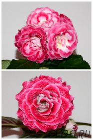 ЕН-Свет в Моем Сердце/ЕН-Пеппилотта