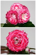 ЕН-Свет в Моем Сердце/ЕН-Пеппилотта