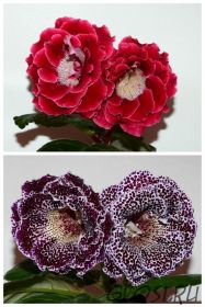 ЕН-Яхонтовое Сердце/ЕН-Труфальдино