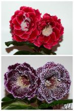 ЕН-Яхонтовое Сердце/ЕН-Труфальдино