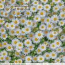 Набор для вышивания "Ромашки"