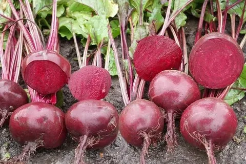 Свекла столовая 'Подзимняя А 474 (1952 г.)