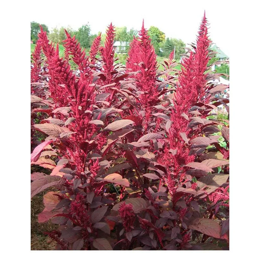 Амарант овощной «Рубиновый Букет»