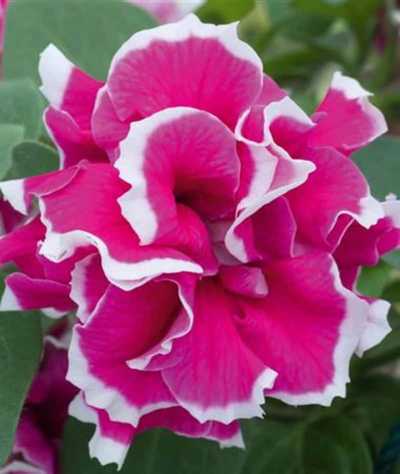 Петуния Тумбелина Анна (Tumbelina Anna)