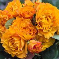 Манго Либэ (Mango Lieber)