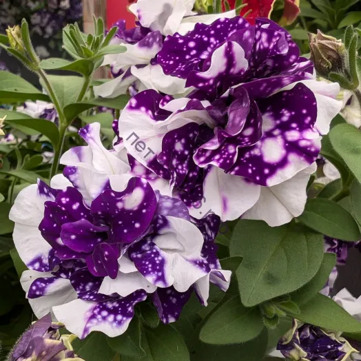 петуния свит саншайн блю скай с февраля