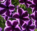петуния крейзитуния космик виолет с февраля