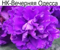 НК-Вечерняя Одесса (Н.Козак)