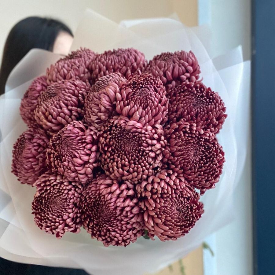 Хризантемовый плюш: хризантема бигуди