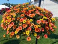 Петуния Каскадиас Индиан Саммер (Cascadias Indian Summer)