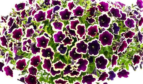 Петуния Каскадиас Рим Магента (Cascadias Rim Magenta)