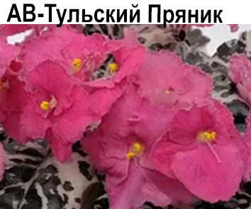 АВ-Тульский Пряник  НОВИНКА КАТАЛОГА