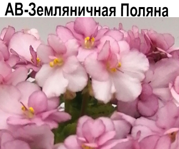 АВ-Земляничная Поляна