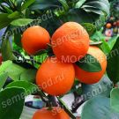 Citrus-Lajm-Rangpur-komnatnoe-rastenie-1-sht-Poisk