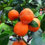 Citrus-Lajm-Rangpur-komnatnoe-rastenie-1-sht-Poisk