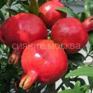 Granat-karlikovyj-Nana-komnatnoe-rastenie-1-sht-Poisk