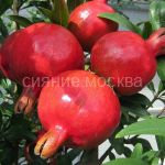 Granat-karlikovyj-Nana-komnatnoe-rastenie-1-sht-Poisk