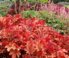 Гейхера Peach Flambe (Пич Фламбе) (Р9) (ПОСПЕЛЛА)