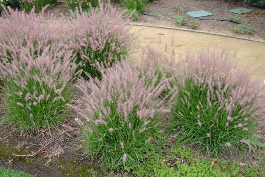 Пеннисетум "Фламинго"