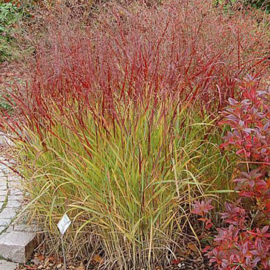 Просо Паникум