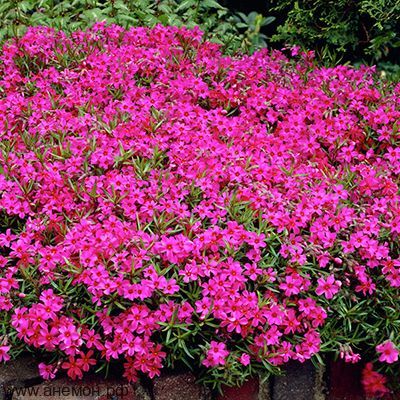 Флокс шиловидный (малиновый)