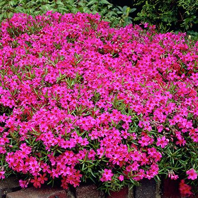 Флокс шиловидный (малиновый)