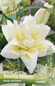 Лилия Роузлили Ирвана (Roselily Irvana), вост. махр., 12/14, 1 шт (Колорлайн)