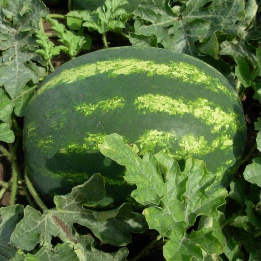 Арбуз Колоссео F1, 10шт семян